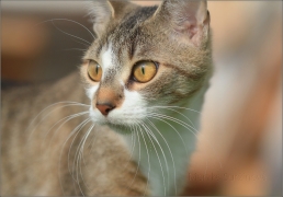<p>Mia</p>